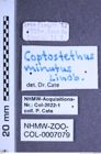 Etiketten zu Coptostethus minutus (Lindberg, 1950) (NHMW-ZOO-COL-0007079)